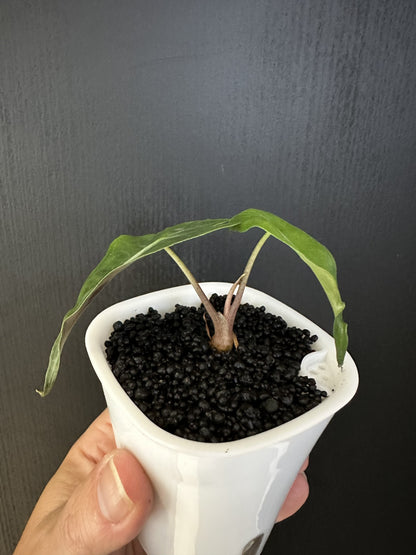 Alocasia Venom Jeune Plante ou bulbe