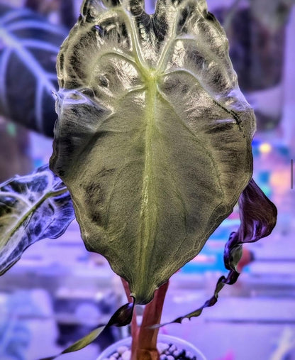 Alocasia Venom Jeune Plante ou bulbe