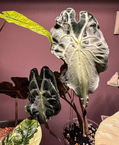 Alocasia Venom Jeune Plante ou bulbe