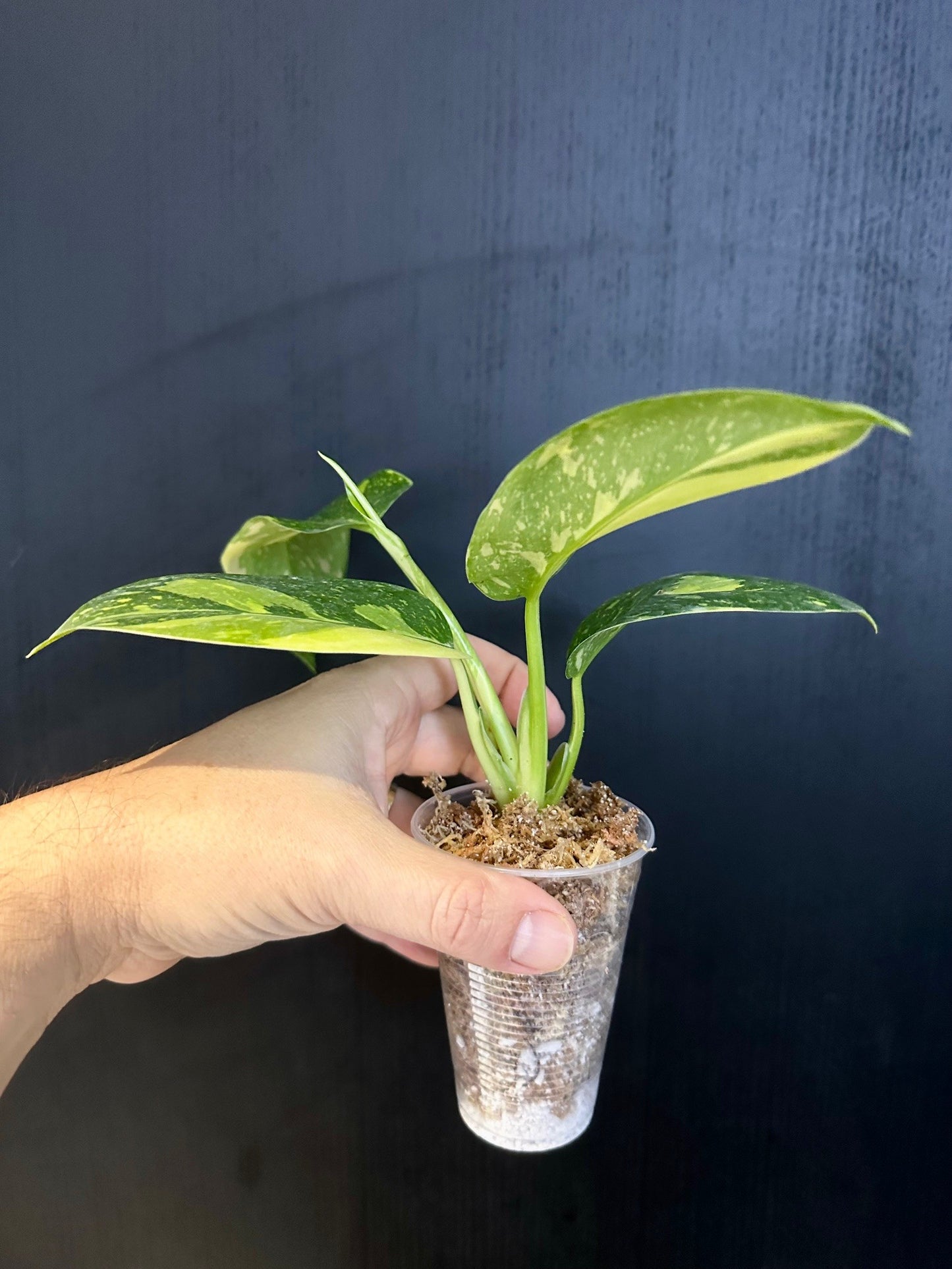 Philodendron Green Congo Variegated