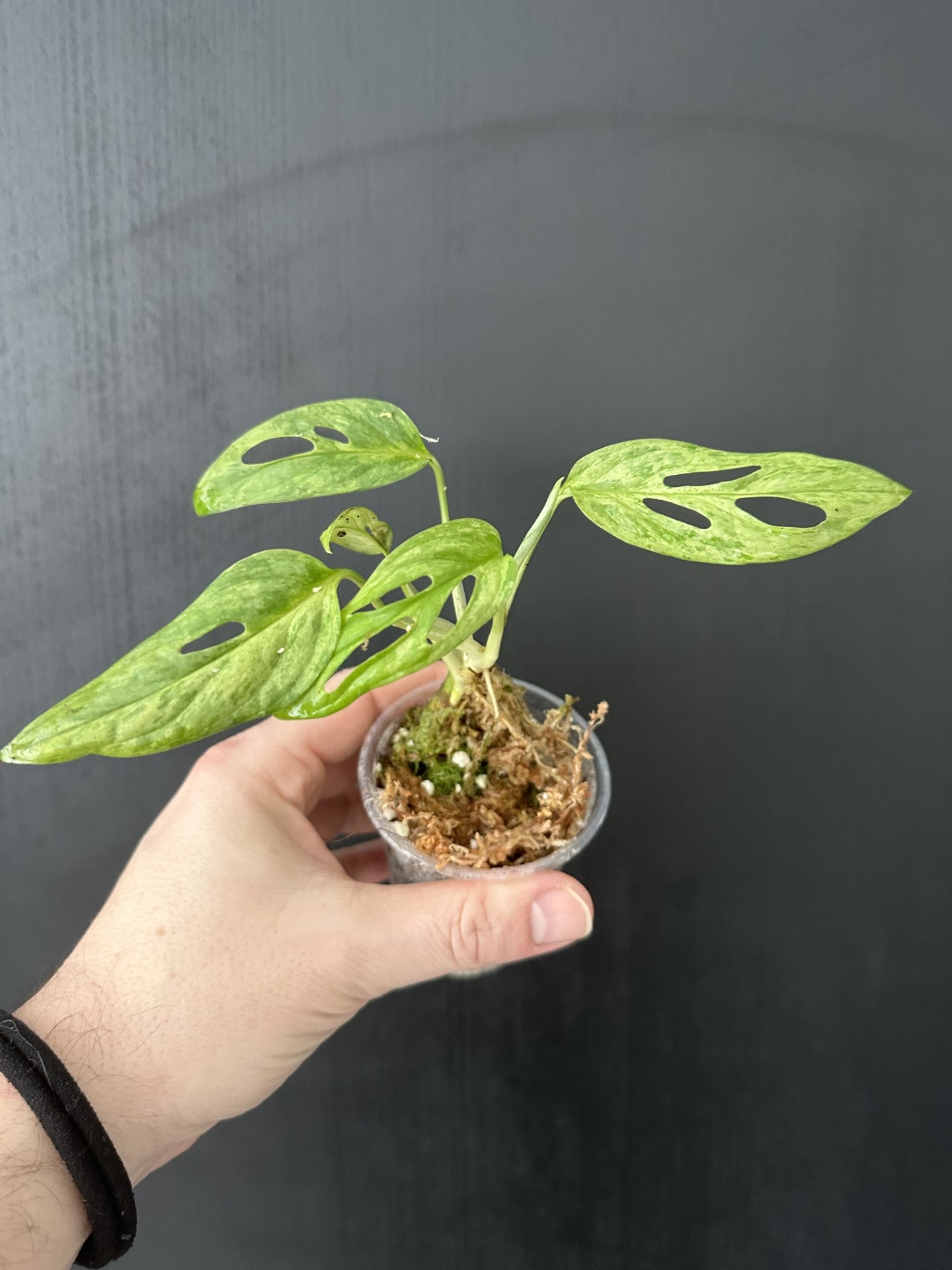 Monstera Adansonii Indonesian Marble