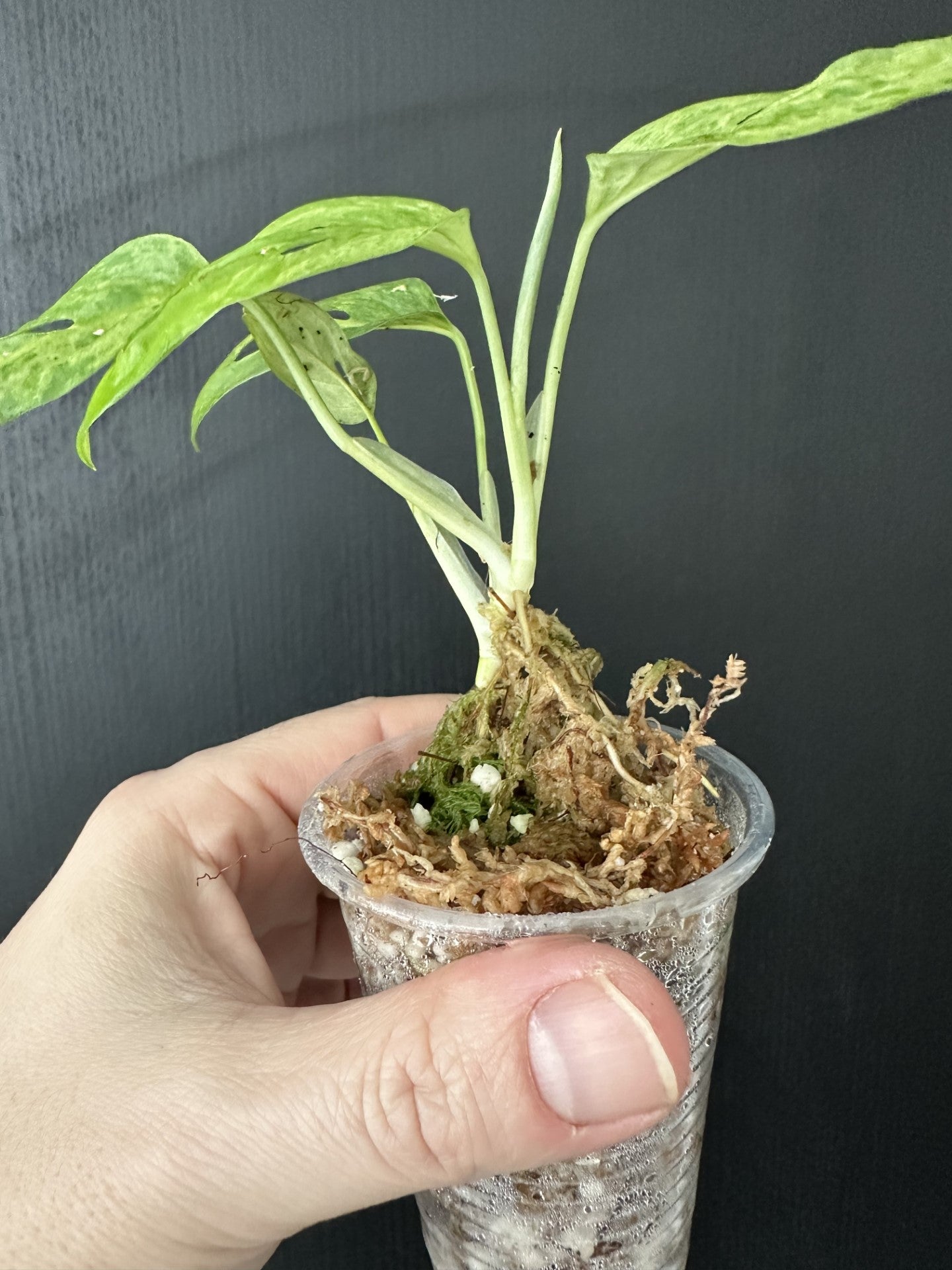 Monstera Adansonii Indonesian Marble