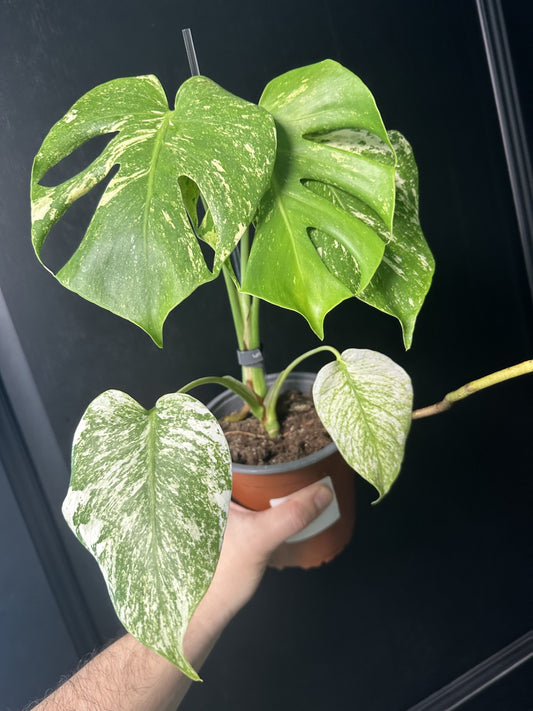 Monstera Deliciosa Mint Variegated Large Form